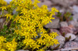 Yellow flowers of sedum acre aureum in garden. Sedum is ground cover plants for an Alpine garden.