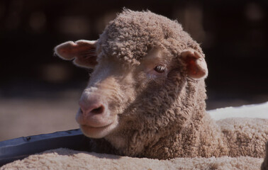 Wall Mural - Single sheep with its head above the rest of the flock