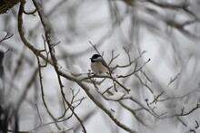 Carolina Chickadee In A Snow Covered Tree