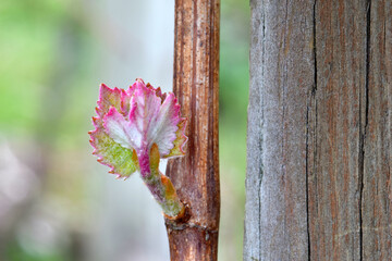 Grape Leaf Cluster 05