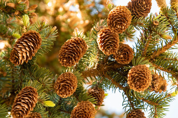 Pinecone Seasons