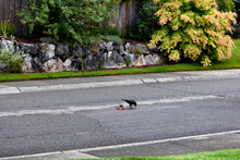 Raven Bird Eating Rabbit Carcass In Middle Of Street