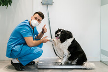 Border Collie Dog Pawing A Veterinarian In A Weighing