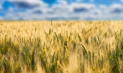 Poster - The agricultural wheat field under a blue sky. Beautiful landscape with ripe golden wheat.