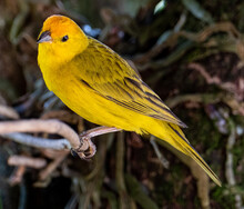Atlantic Canary, A Small Brazilian Wild Bird. The Yellow Canary Crithagra Flaviventris Is A Small Passerine Bird In The Finch Family. 