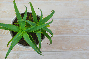 succulent home plant aloe vera in a pot, sustainable summer and lifestyle and home garden, the idea of decorating an apartment with green organic plants and flowers