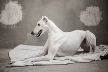A white greyhound in a factory