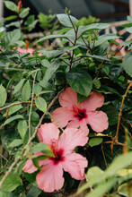 Two Huge Pink Flowers On A Bush In The Tropics