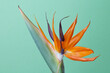 © Yaroslav Danylchenko/Stocksy - Exotic tropical flower of Strelitzia on green background