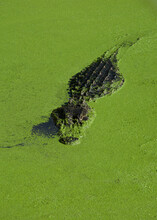 The American Alligator In Green Water