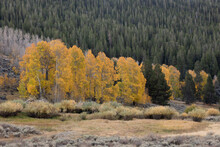 Cluster Of Aspen Trees In The Fall Beside Coniferous Trees, California Eastern Sierra Nevada, USA