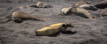 Elephant Seals, Valdes Peninsula, Argentina