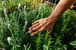 © VICTOR TORRES/Stocksy - Hand touching plants in orchard