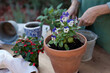 © Lydia Cazorla/Stocksy - Senior woman  planting  flowers in her garden in your home