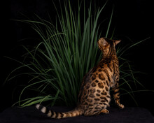 Exotic Bengal Cat In Dark Studio With Lemongrass