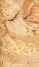 Macro Photo Of Wood Cross Section Wood Grain Texture Background