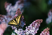Butterflies And Lavender 