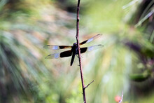 Macro Male Blue And Black Widow Skimmer (Libellula Luctuosa)  Dragonfly On Branch From Front On Sunny Day