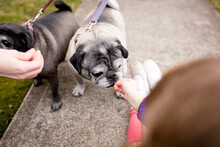 Girl Offers Treat To Pugs On Leashes