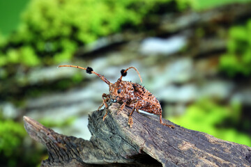 The fluffy pom pom girl cheerleaders beetle (Aristobia  freneyi) is a species in family Cerambycidae. It is known from Myanmar, Laos, Taiwan, China, Thailand, and Vietnam. Selective focus