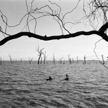 Lake With Dead Trees, Shot On Film