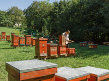 Beekeeper Examining Honeycomb In Professional Apiary