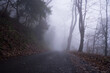 © Dave Wall/Stocksy - A road going through foggy woodland on a moody winters day