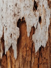 Old Tree Texture