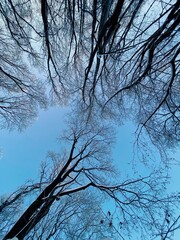 from below view Of Trees In Winter