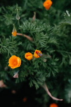 Orange Poppies With Insect