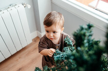 Toddler Touching Christmas Tree