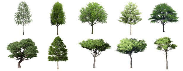 Wall Mural - collection of 3d trees isolate on white background