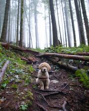 A Puppy On A Foggy Forest Trail