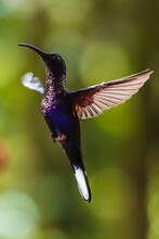 Hummingbirds In The Forest Of Costa Rica