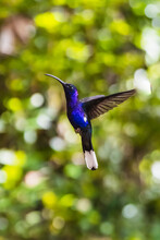 Hummingbirds In The Forest Of Costa Rica