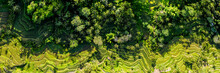 Tegallalang Rice Terrace aerial bali indonesia