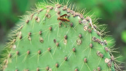 yellow paper wasp climbs cactus and flies away, bug macro detail, Galapagos