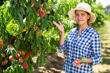 Wall Mural - Woman farmer picking harvest of peaches from tree in garden outdoor