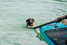 Dog Trying To Climb On The Paddle