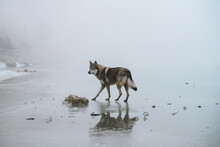 Wolf Dog Walking On Top Of A Frozen Lake In The Mountain
