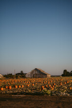 Pumpkin Farm Against Sunset Sky
