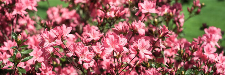 Wall Mural - delicate pink summer background. flowering bush, many flowers and buds. spring bloom. selective focus.