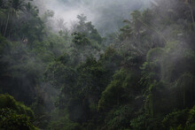 Dawn Fog In The Jungle