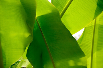 Wall Mural - Banana leave for background