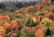 Autumn Scenic Landscape Colors Blue Ridge Mountains, North Carolina