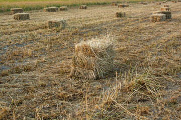 Bales of straw background with copy space. Lots of bales of straw at the agricultural field. Authentic farm series.