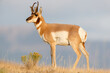 © Paul Tessier/Stocksy - Pronghorn Antelope