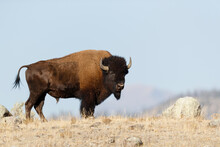 American Bison, Animal Portrait Free Stock Photo - Public Domain Pictures