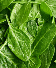 Closeup Of Fresh Baby Spinach
