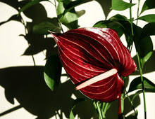  Anthurium Flower